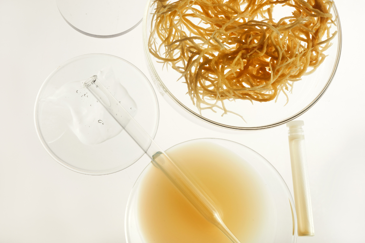 Sea Moss Benefits: Why This Superfood Deserves a Spot in Your Wellness Routine